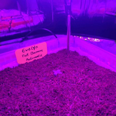 (Evelyn) Fat Banana Automatic growlog photo: Heute umgepflanzt in größere Töpfe