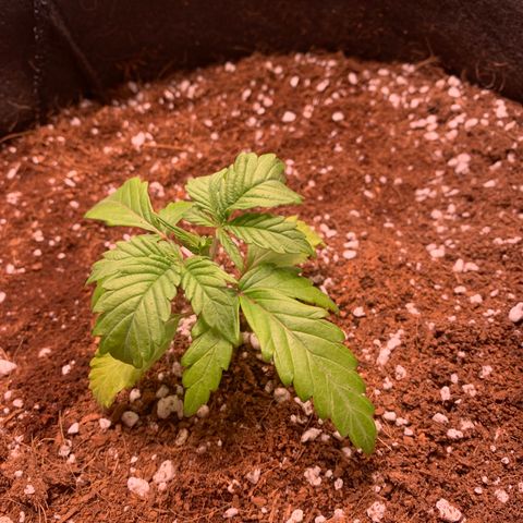Agatha  growlog photo: Little droopy. Yellowing of bottom leaves. Looks like it’s growing though. 

Gave one gal of calcium water at 5.9 ph. 

Should be looking to train sometime soon. Unsure if 3nodes or 5 recommended. 