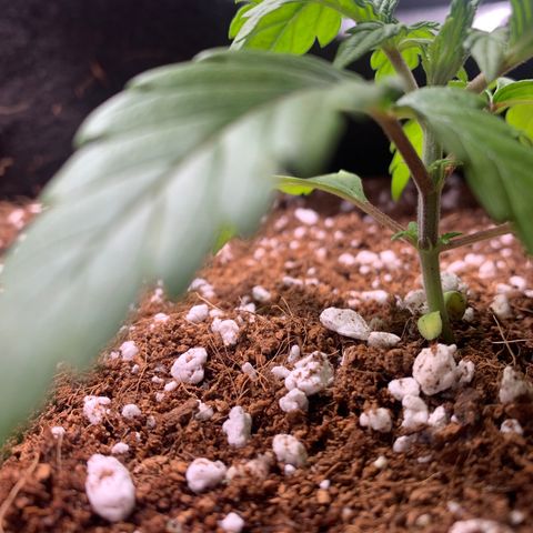 Agatha  growlog photo: Little droopy. Yellowing of bottom leaves. Looks like it’s growing though. 

Gave one gal of calcium water at 5.9 ph. 

Should be looking to train sometime soon. Unsure if 3nodes or 5 recommended. 