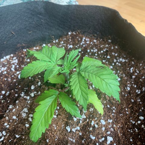 Agatha  growlog timeline photo