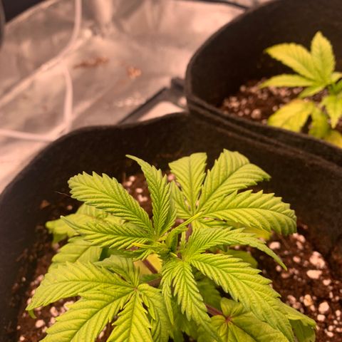 Agatha  growlog timeline photo