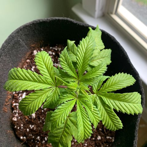 Agatha  growlog timeline photo