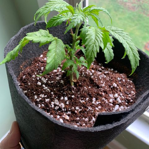 Agatha  growlog timeline photo