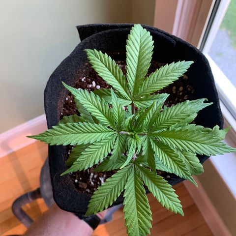 Agatha  growlog timeline photo