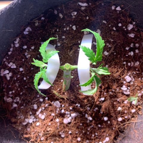 Agatha  growlog photo: Topped to prep for mainlining. Excited! 