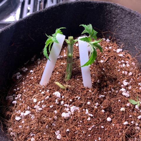 Agatha  growlog photo: Topped to prep for mainlining. Excited! 
