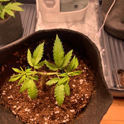 Agatha  growlog photo: Taking to the manifold really well