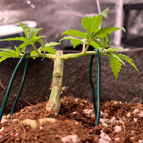 Agatha  growlog photo: Taking to the manifold really well