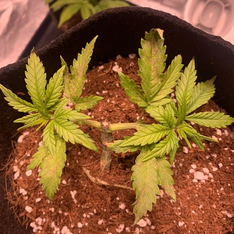 Agatha  growlog photo: Last night and today. Huge difference. Didn’t notice anything this morning. Unsure what’s causing. 