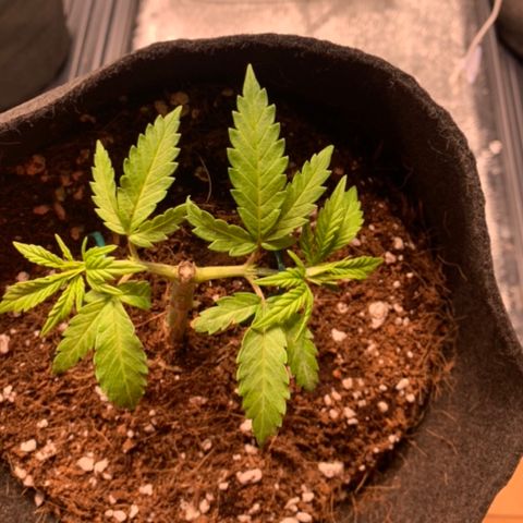 Agatha  growlog photo: Last night and today. Huge difference. Didn’t notice anything this morning. Unsure what’s causing. 