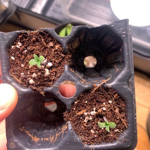 Maggie growlog timeline photo