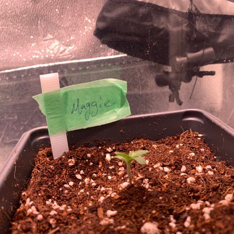 Maggie growlog timeline photo