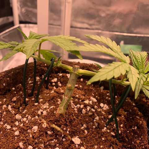 Agatha  growlog timeline photo