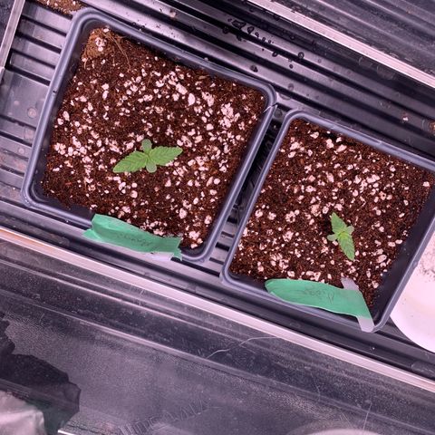 Maggie growlog timeline photo