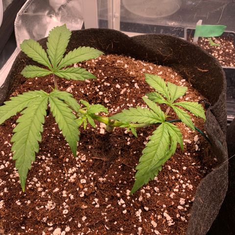 Agatha  growlog timeline photo