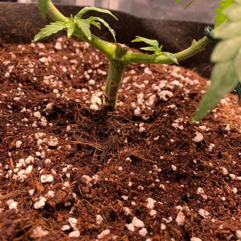 Agatha  growlog timeline photo