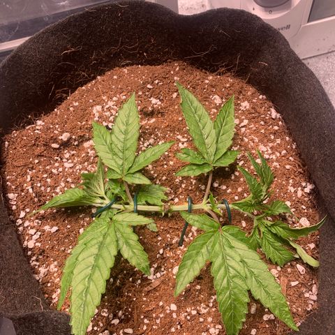 Agatha  growlog timeline photo