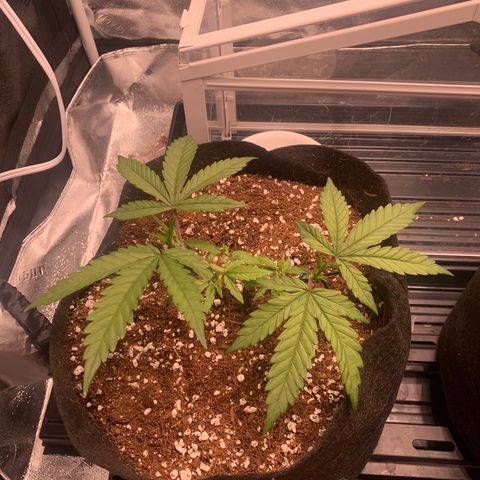 Agatha  growlog timeline photo