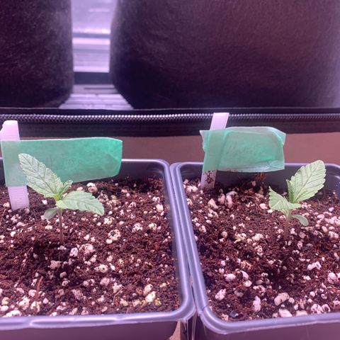 Agatha  growlog timeline photo