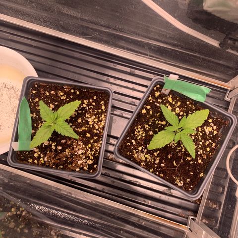 Maggie growlog photo: Three noder! 
Letting dry out a bit more. Looking good. 