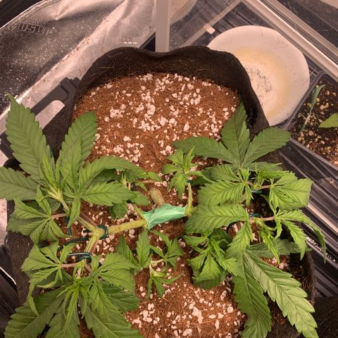 Agatha  growlog photo: Gave a tape job to the main stem. It was broken :( but no slowing down it seems. 
