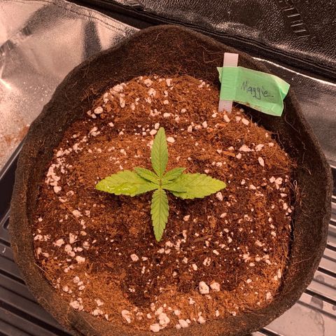 Maggie growlog photo: 3node transplant. Roots look good! 