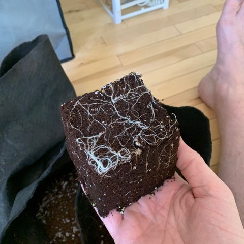 Maggie growlog photo: 3node transplant. Roots look good! 