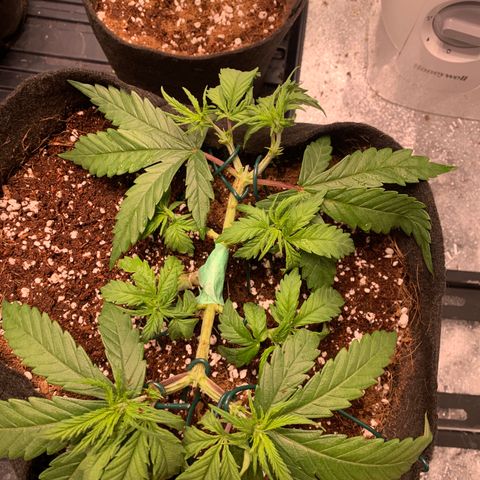 Agatha  growlog photo: Trimmed a little to see the tops. 