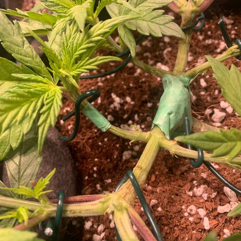 Agatha  growlog photo: Hurt a stem when training. Watch closely! 
All shoots now secured to outside of pot. 