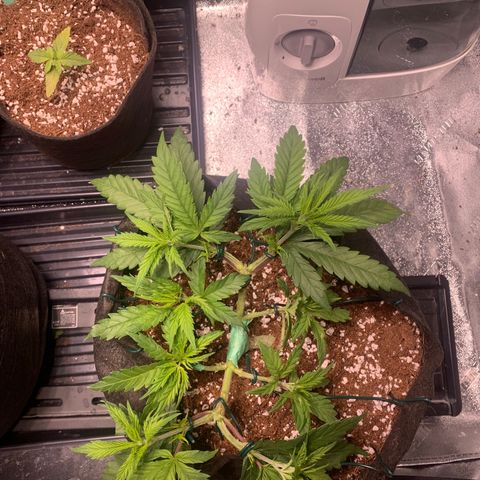 Agatha  growlog photo: Hurt a stem when training. Watch closely! 
All shoots now secured to outside of pot. 