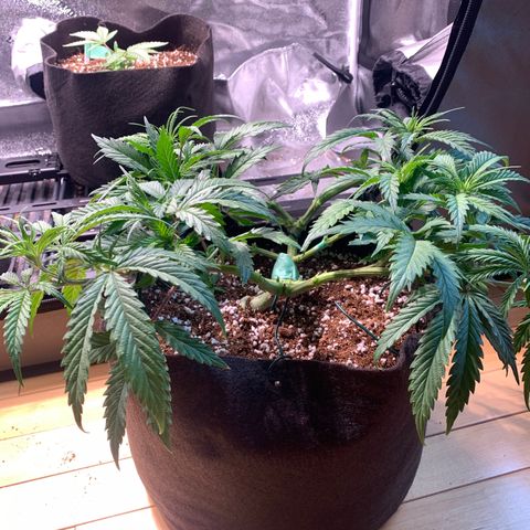 Agatha  growlog timeline photo