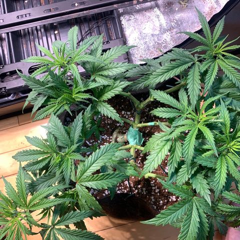Agatha  growlog timeline photo