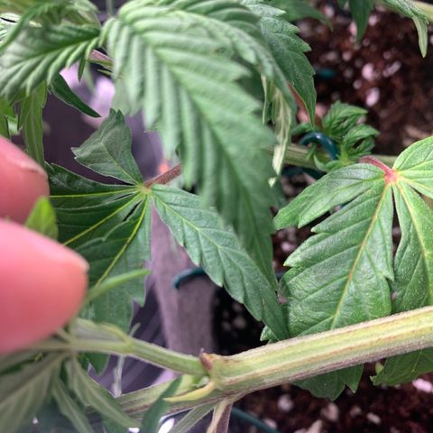 Agatha  growlog timeline photo
