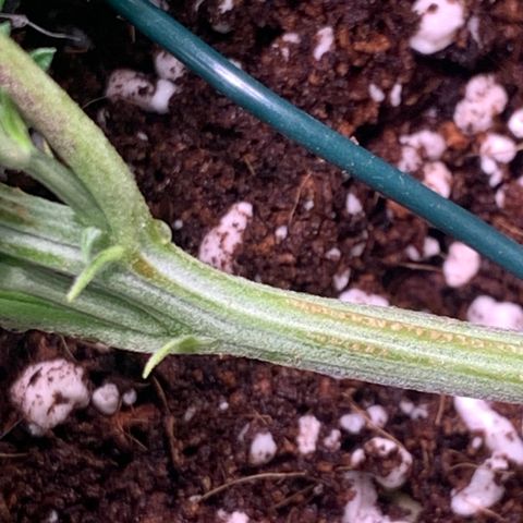 Agatha  growlog timeline photo