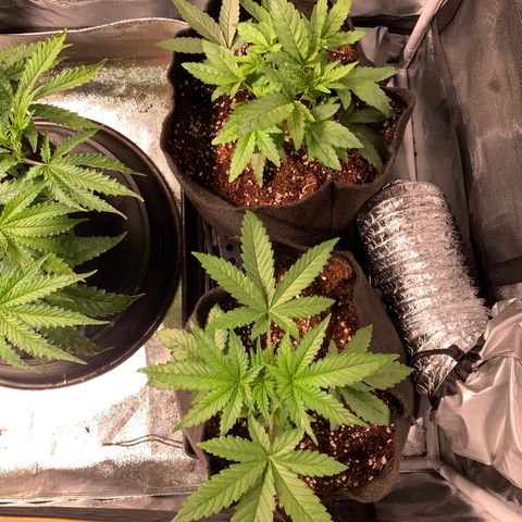 Agatha  growlog photo: Sealed up the tent for light. 7:30 to 7:30 dark! 

Flipped! 
