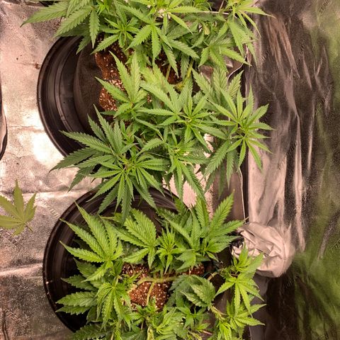 Agatha  growlog photo: Sealed up the tent for light. 7:30 to 7:30 dark! 

Flipped! 