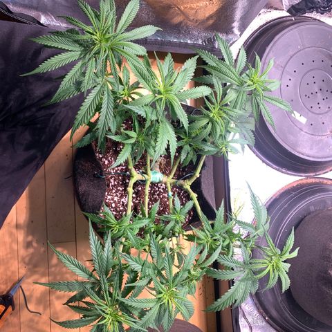 Agatha  growlog photo: Wk 1 defoliating