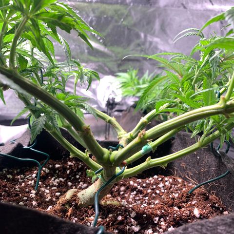 Agatha  growlog photo: Wk 1 defoliating
