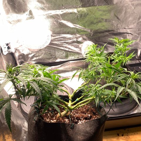 Agatha  growlog photo: Wk 1 defoliating