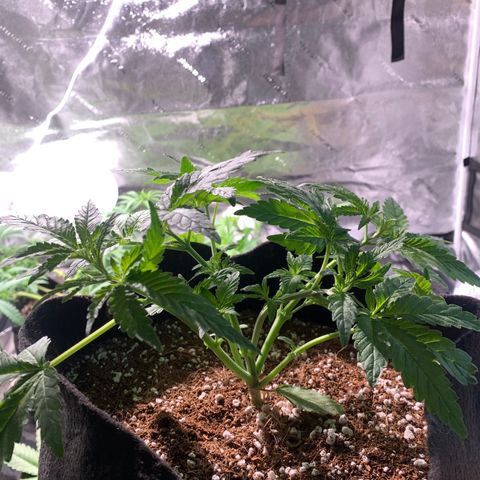 Maggie growlog photo: Wk 1 defoliating