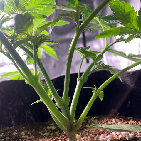 Maggie growlog photo: Wk 1 defoliating