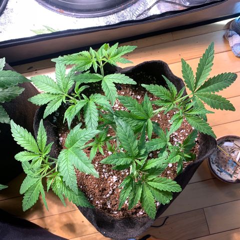 Maggie growlog photo: Wk 1 defoliating