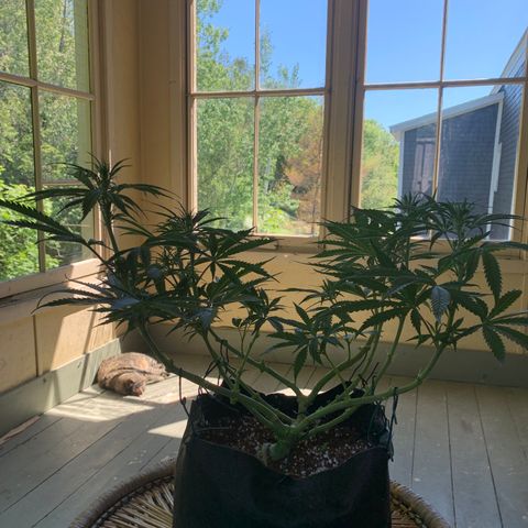 Agatha  growlog timeline photo