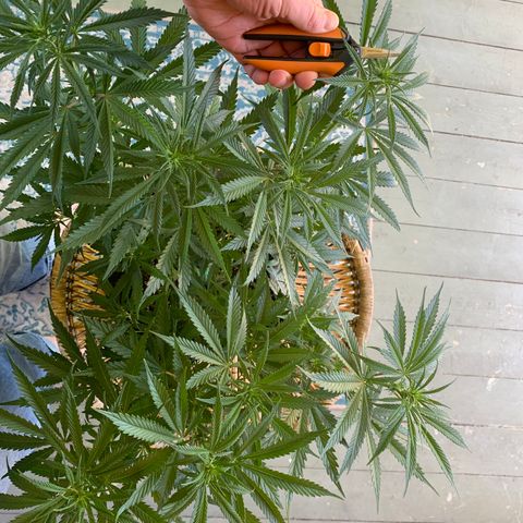 Agatha  growlog timeline photo