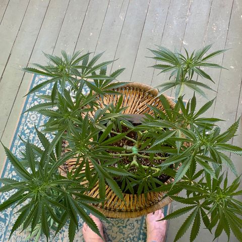 Agatha  growlog timeline photo