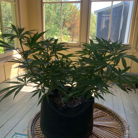 Agatha  growlog timeline photo