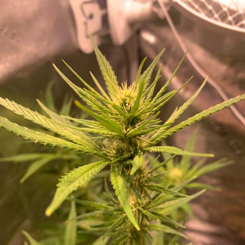 Agatha  growlog timeline photo