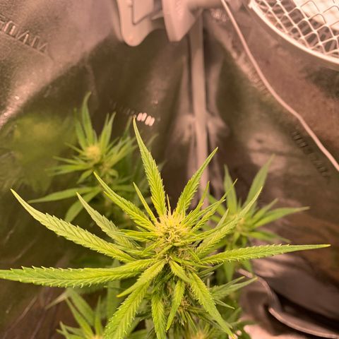Agatha  growlog timeline photo