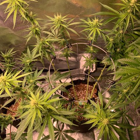 Agatha  growlog timeline photo