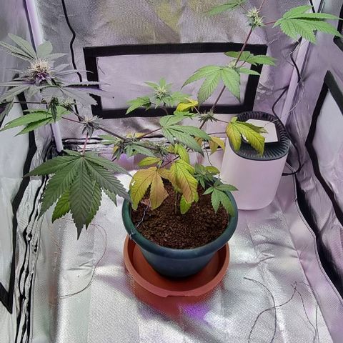 Maria Julia growlog timeline photo